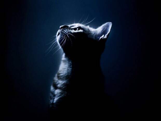 В полной темноте кошка не бьется бедрами об углы стола и не ругается животные, коты, прикол, юмор