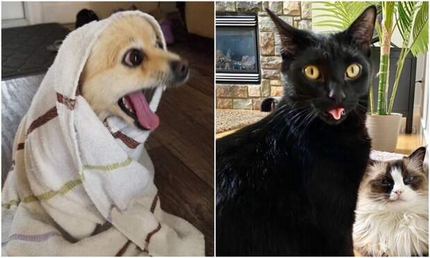 30 забавных фото с животными