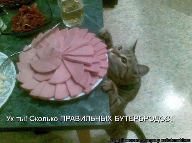 Котоматрица на Бугаге (33 фото)