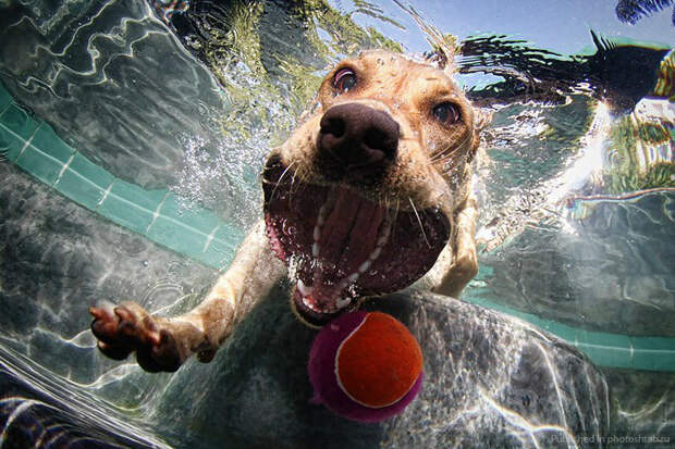 Сез Кастил, Seth Casteel, фотографии собак под водой