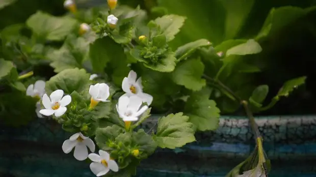 Как нежны виолы лепестки: выбираем садовые цветы по последним модным тенденциям