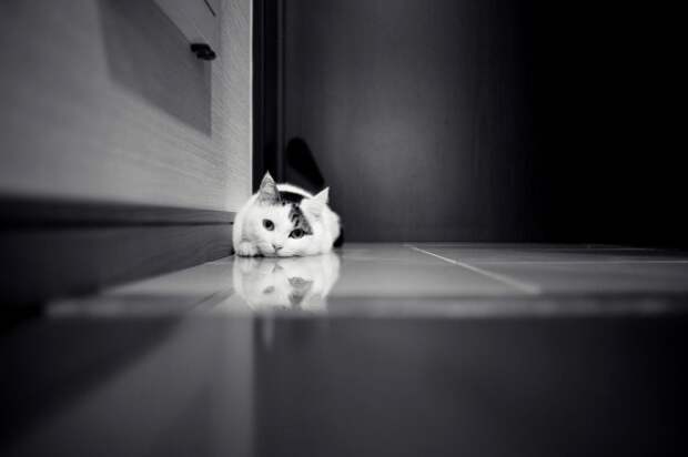 Кошка лежит у двери