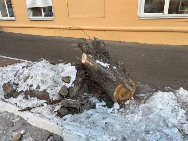 ДМРСУ выиграло контракт на вырубку деревьев в краевой столице на 15 миллионов рублей