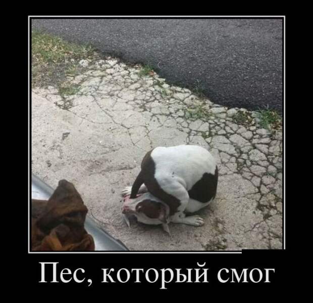 Демотиваторы (30 фото)
