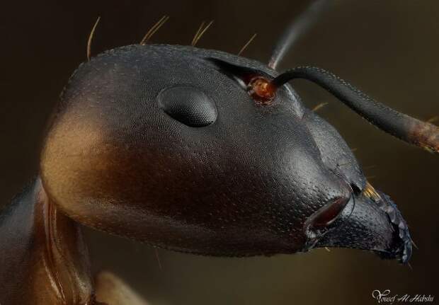 Мелкие монстры - самые опасные муравьи в мире муравьи, насекомые, опасные, страшные, фауна