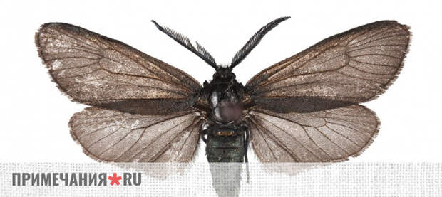 Новый для России вид бабочек идентифицировал крымский учёный