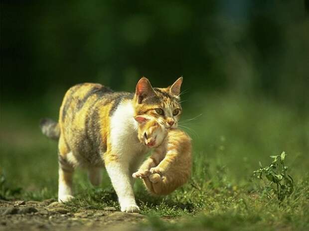 Кошка несёт котёнка