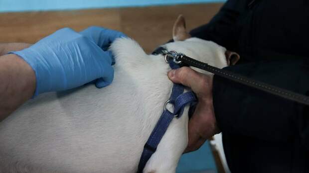 Чипирование собаки / Фото: amic.ru / Алина Богомолова