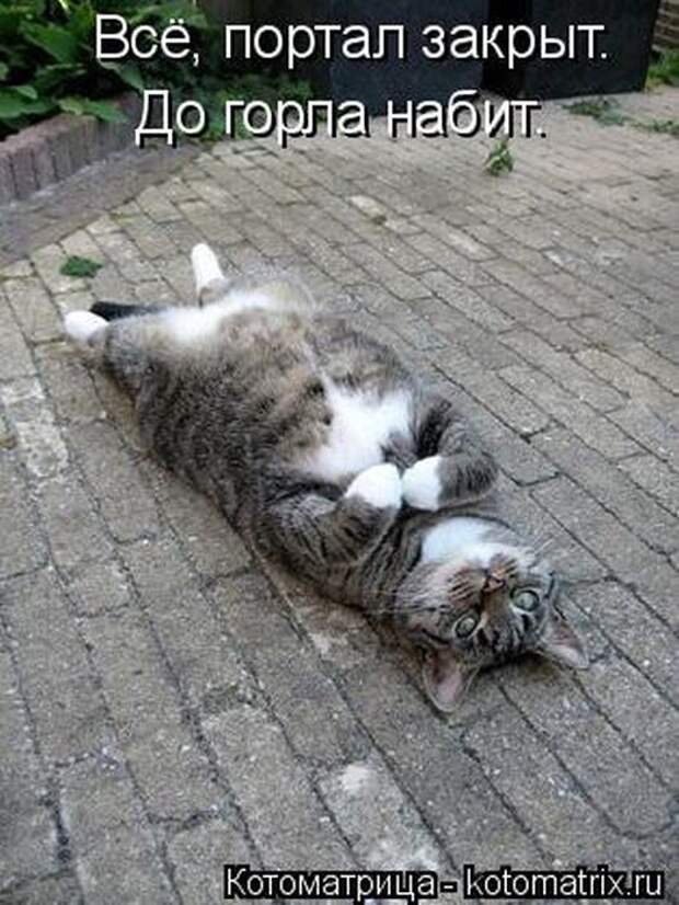 Лучшие котоматрицы недели (50 фото)