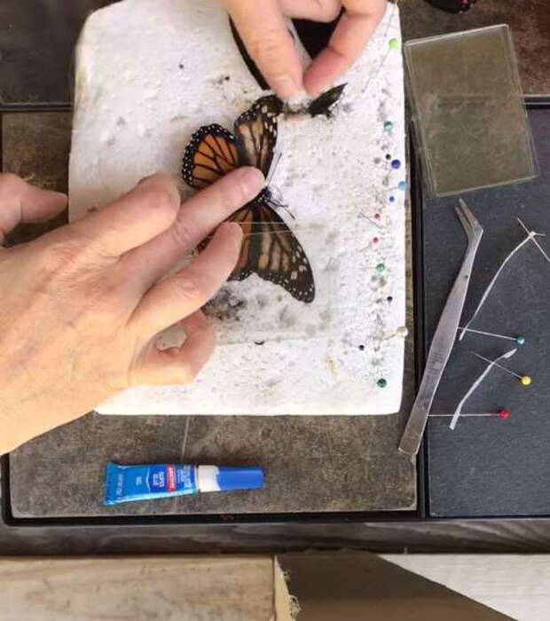 Операция по пересадке бабочке крыльев