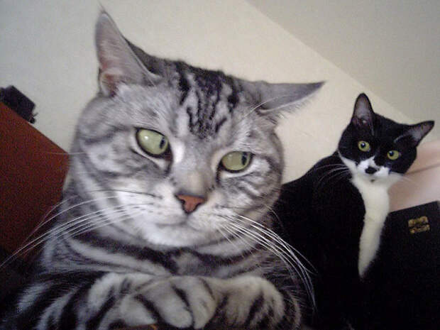 SideEyes01 SideEyes01 Эмоциональная подборка: Косые взгляды в мире животных