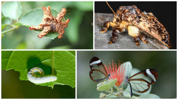 Phobetron Pithecium и Glass Winged Butterfly гусеницы, красота, насекомые, удивительное, фауна