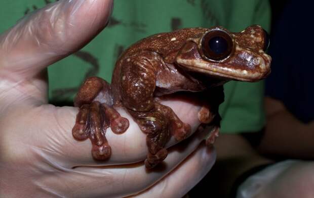 Умерла самая одинокая лягушка на свете вымирающие животные, квакша, лягушка