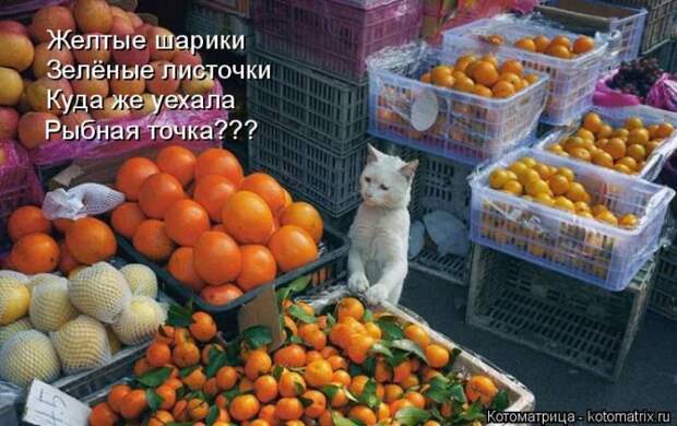 Лучшие котоматрицы недели (50 фото)