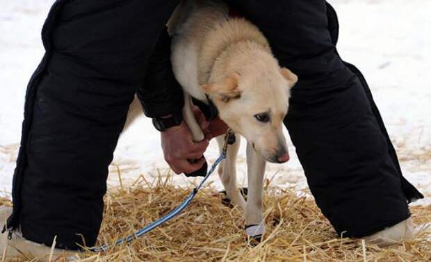 Гонка на собачьих упряжках Iditarod 2013