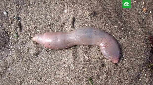 Тысячи <nobr>«рыб-пенисов»</nobr> нашли на пляже в Калифорнии: фото