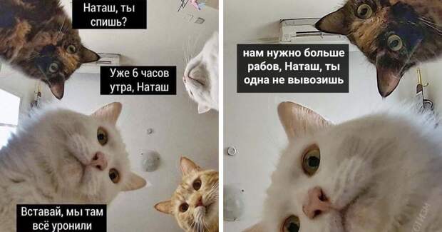 «Наташ, вставай, мы всё уронили»: откуда взялись мемы про Наташу и котов, которые теперь буквально везде