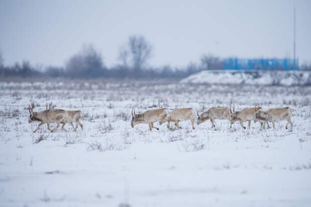 Астраханские власти опровергли слухи об опасной эпидемии среди сайгаков