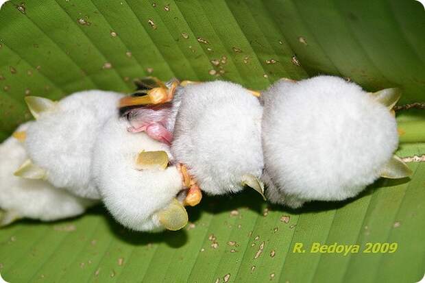 Белые летучие мыши (лат. Ectophylla alba)
