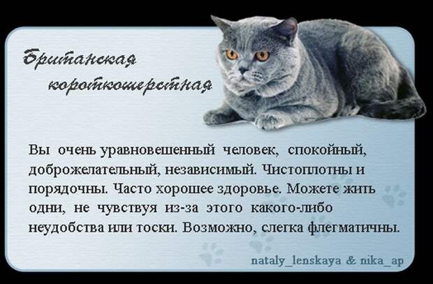 Породы кошек в картинках