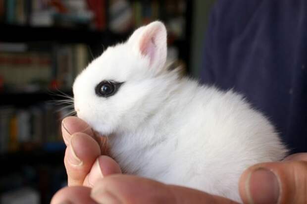 кролик порода карликовый хохот фото