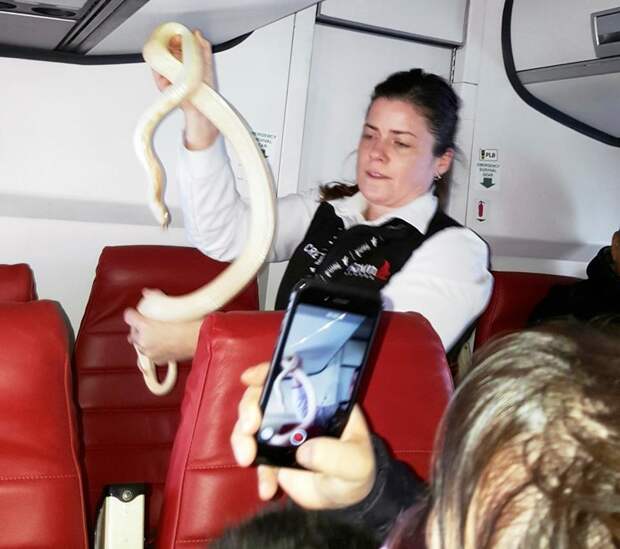 В США потерявшуюся на борту самолета змею помогли найти пассажиры змея, потеря, самолет
