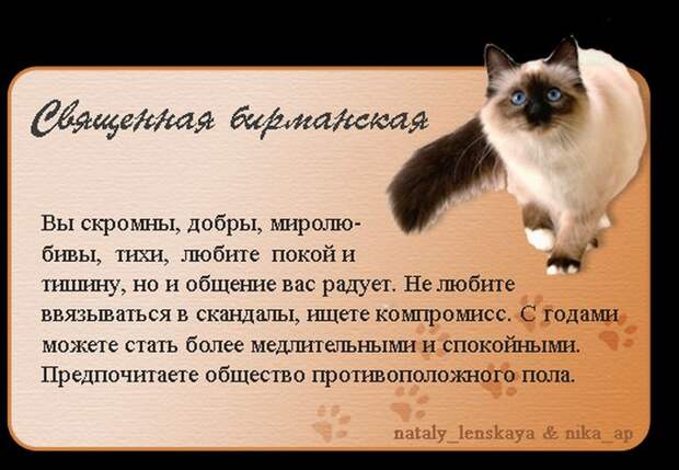 Породы кошек в картинках