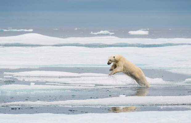 Квест по фотографиям: найди белого мишку! Флориан Леду, арктика, белый медведь, животные, найди мишку, съемка с дрона, фото, фотограф