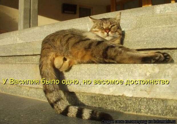 Лучшие котоматрицы недели (51 фото)