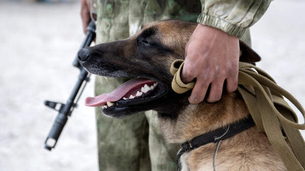 Активисты ЗАО передали в зону СВО медицинские подсумки для собак