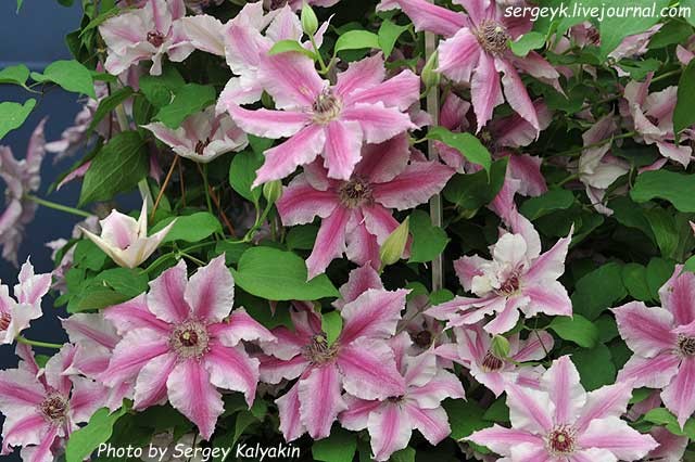 Clematis Oh La La.JPG Clematis Oh La La.JPG