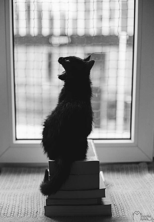 Кошачий мир Monika Małek