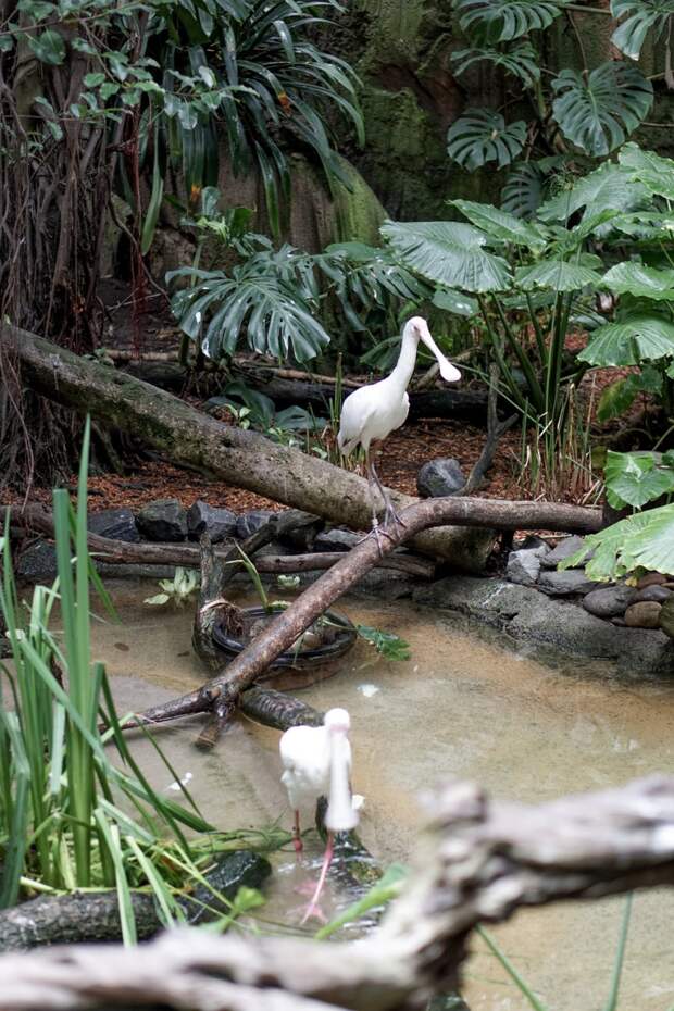 San Diego Zoo Spring 2016-8.jpg