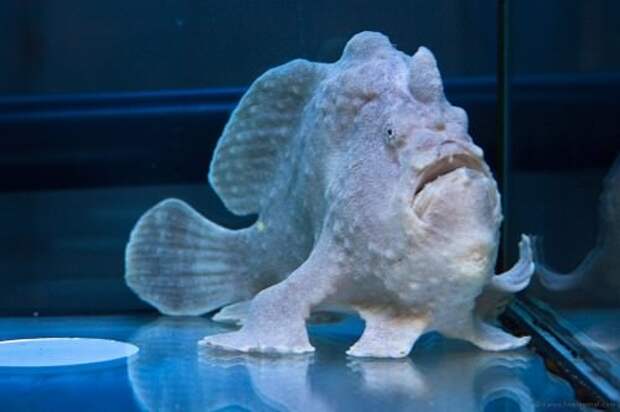 Психоделическая рыба-лягушка (лат. Histiophryne psychedelica) (англ. frogfish)