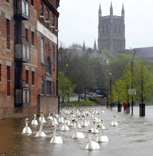 Лебеди, плавающие по лондонским улицам после наводнения.