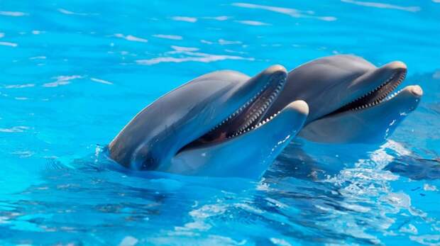 5. Дельфин животные, природа, факты