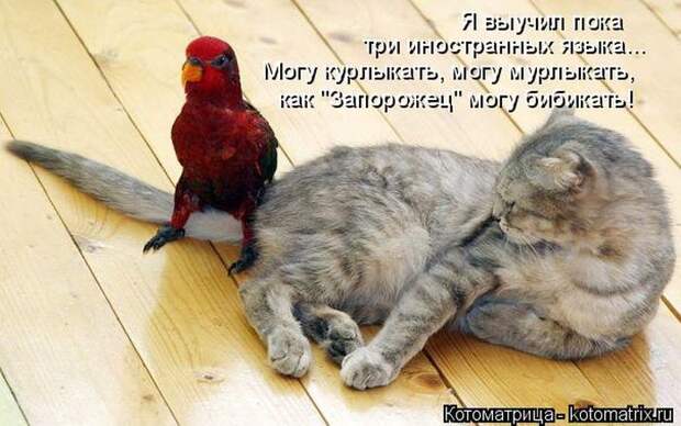 Лучшие котоматрицы недели (50 фото)