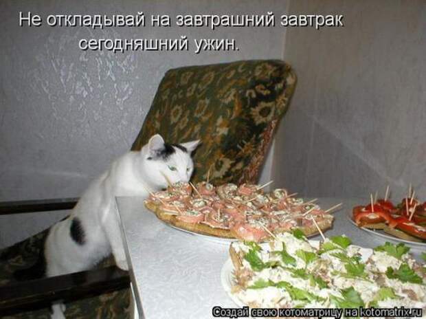 Котоматрицы (картинки с надписями)