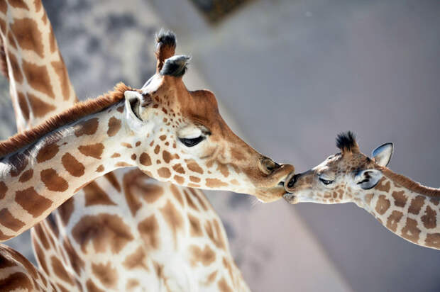 Дочки-матери. Жирафы в зоопарке в Ла-Флеше, Франция. (Фото Jean-Francois Monier): животные, фото