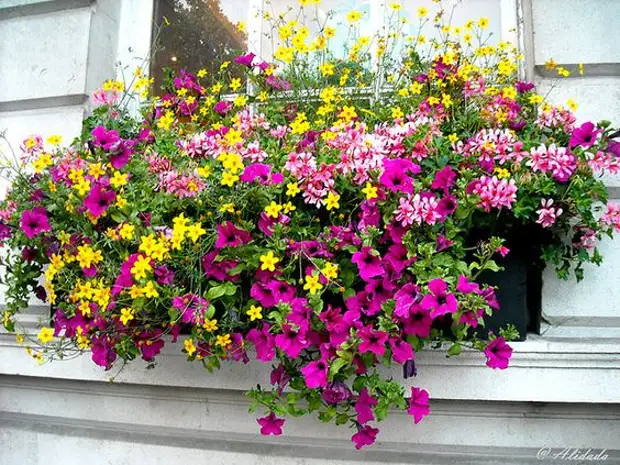 Виола цветы на балконе фото