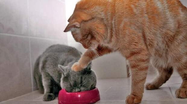 Самые смешные фото котов — март 2026 года