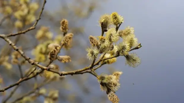 Вербное воскресенье 2022. Когда наступит праздник и почему славяне отмечают его по-своему