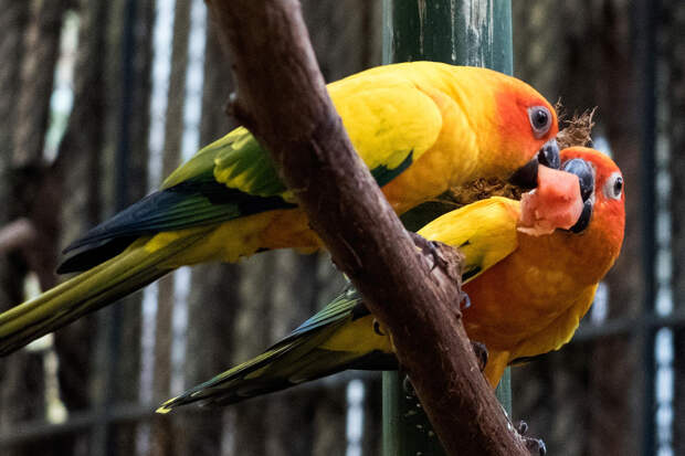 Продавец попугаев не смогла доказать связь обидных комментариев и падения ее доходов
