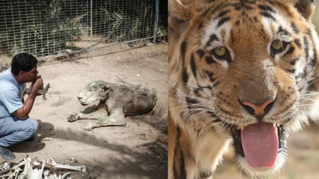 2 года этот тигр провёл с останками животных, умерших от голода… Но его успели спасти!