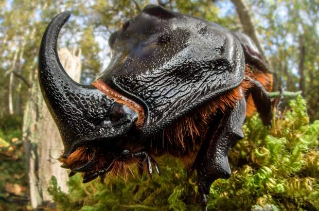 Жук-носорог в макросъёмке шведского фотографа John Hallmеn макросъёмка, насекомые, фотограф