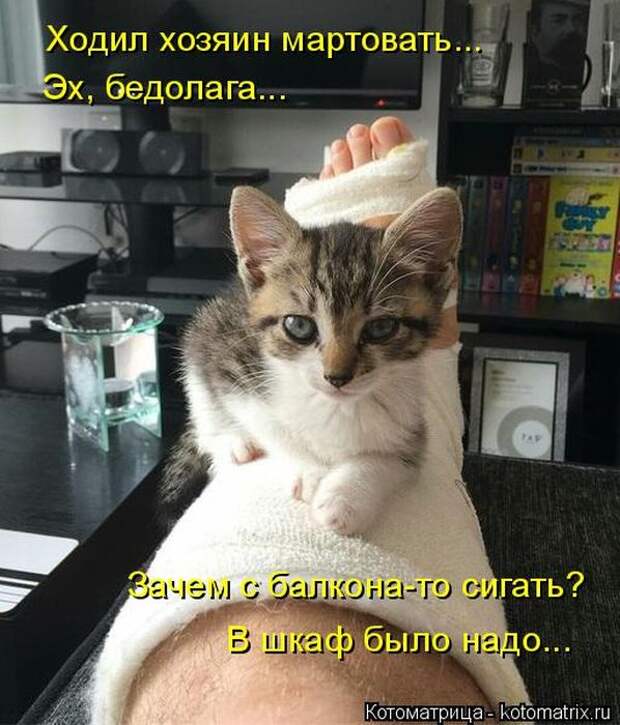 Лучшие котоматрицы недели (50 фото)