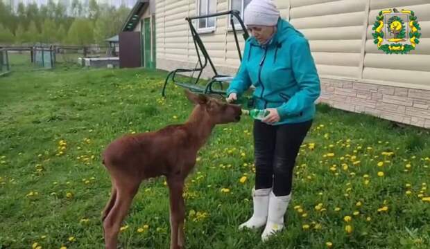 Нижегородцам рассказали, почему в городе участились встречи с лосями
