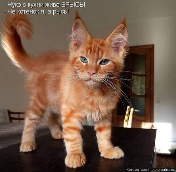 Лучшие котоматрицы недели (50 фото)