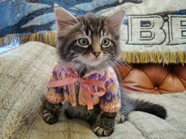2. Котенок в свитере животные, зима, милота, свитер