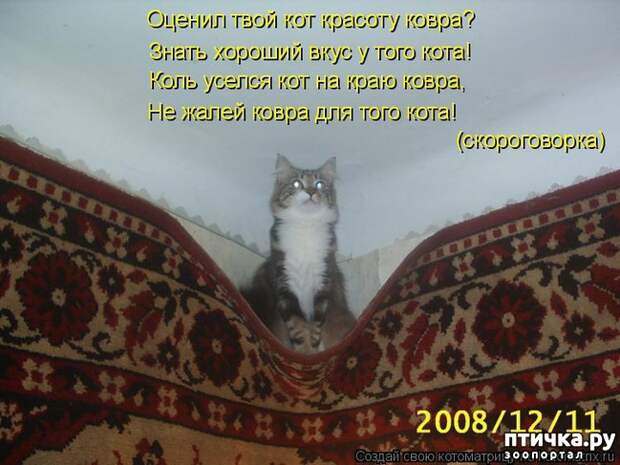 фото 10: Забавные истории про котов)))